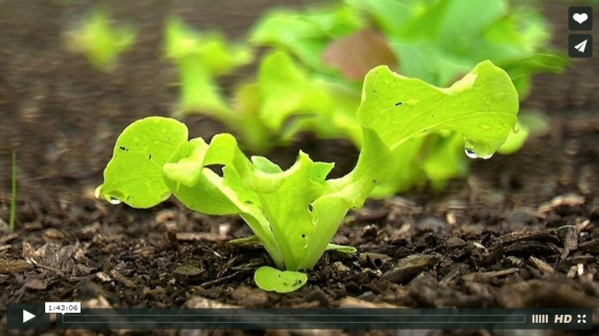 Back to Eden documentary about no-till gardening