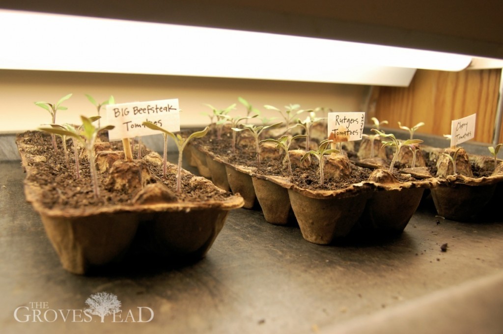 Tomato starts under grow lights