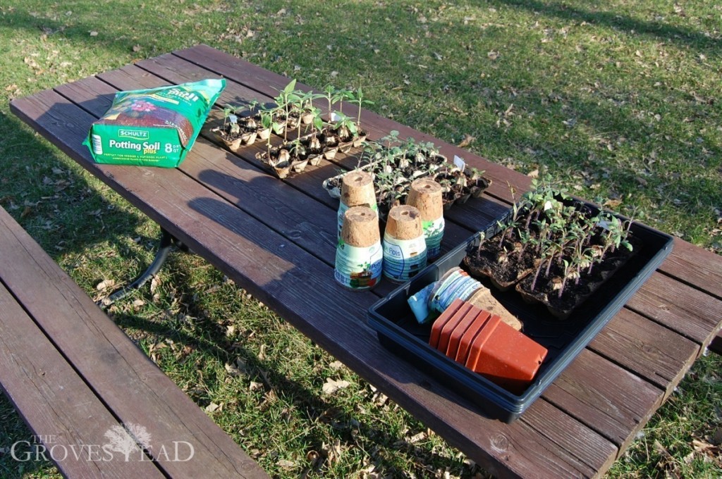 Supplies set out for transplanting seedlings