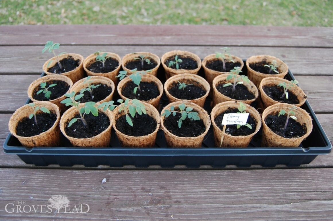 Finished transplanting tomato seedlings