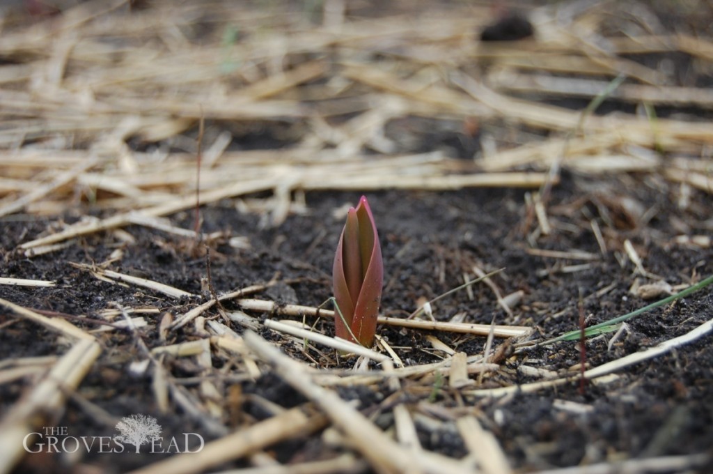 First tulip peeking through