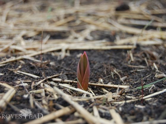 First tulip peeking through