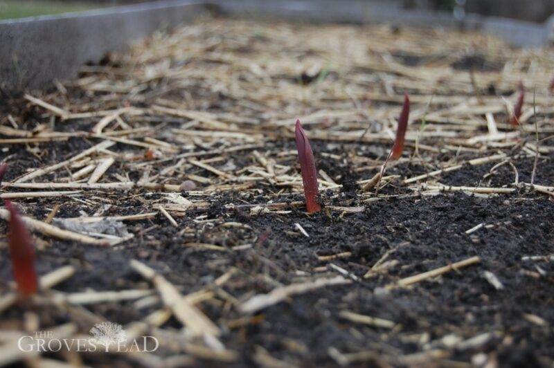 Tulips in raised beds