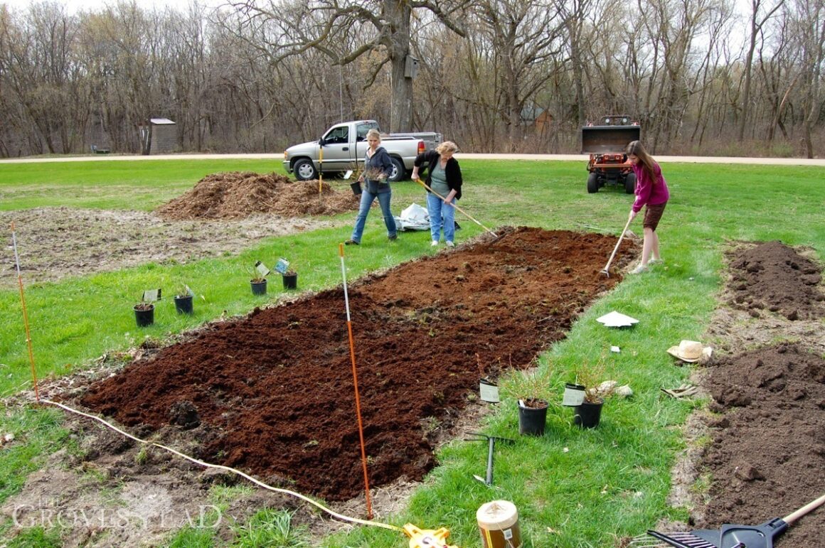 Preparing the soil for blueberries