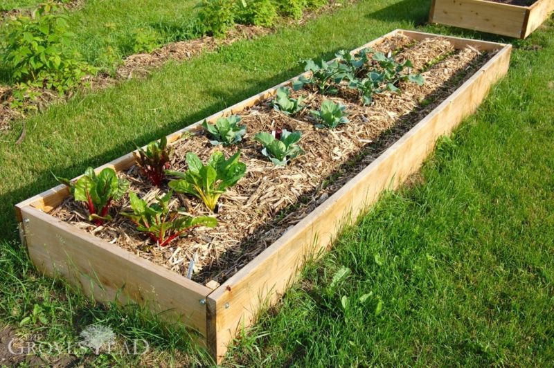Raised bed garden filled and growing