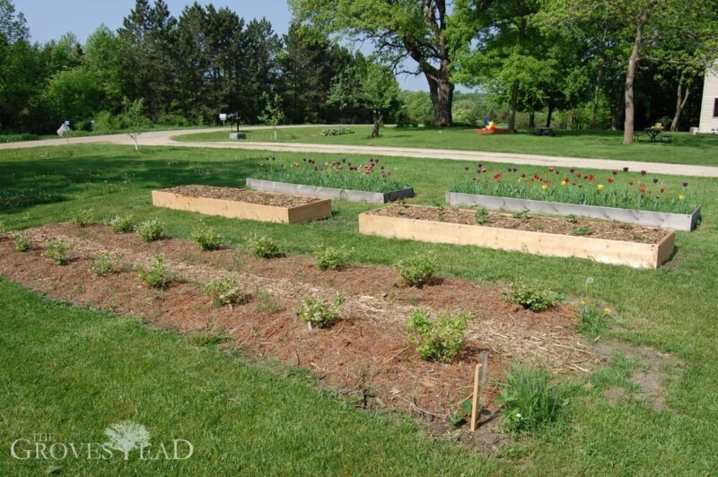 Blueberry and strawberry beds