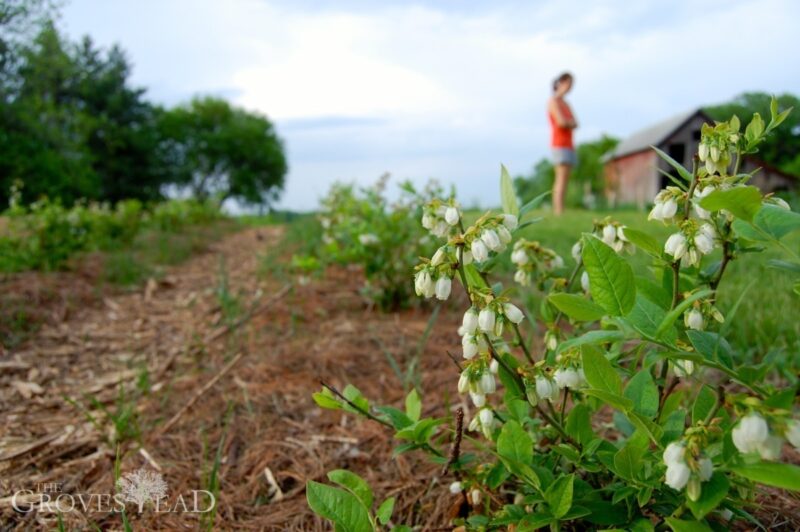 Blueberry flowers