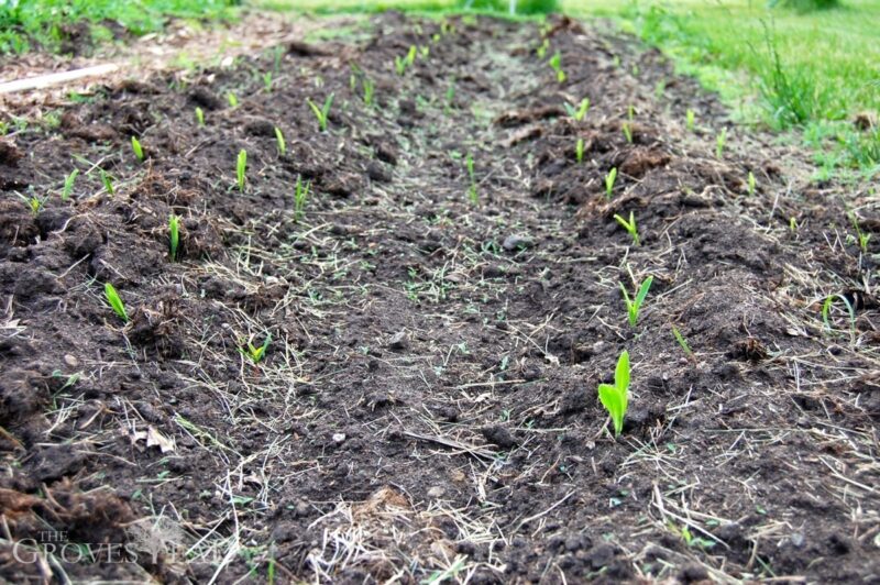 Corn sprouting