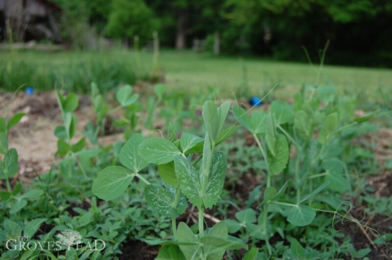 Peas growing fast