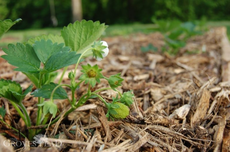 Strawberry flowers in full bloom