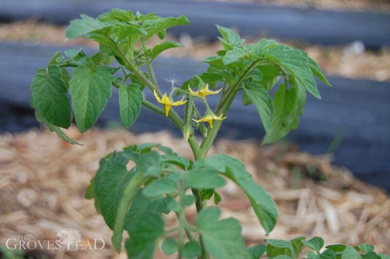 Tomato flowers