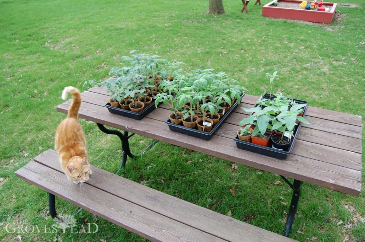 Hardening off tomato seedlings