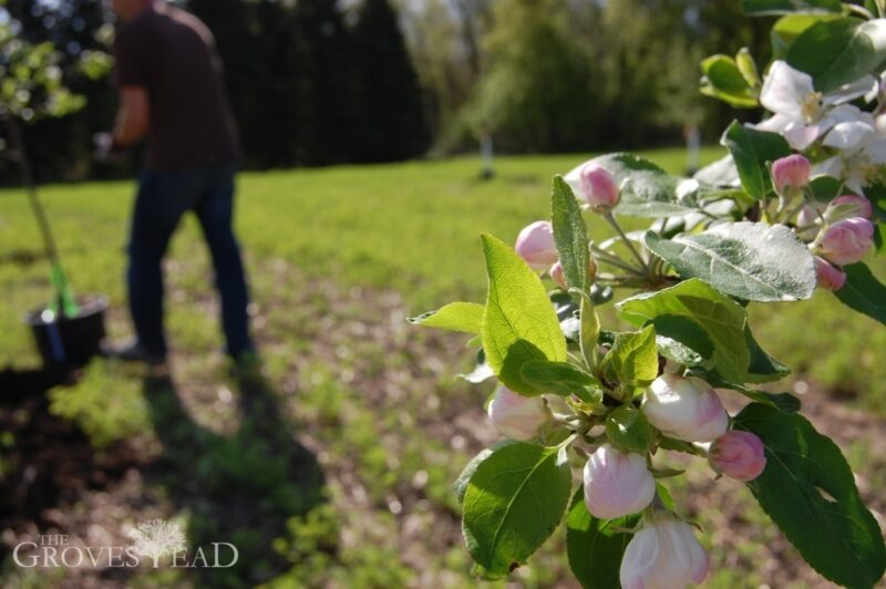 Apple blossom in orchard