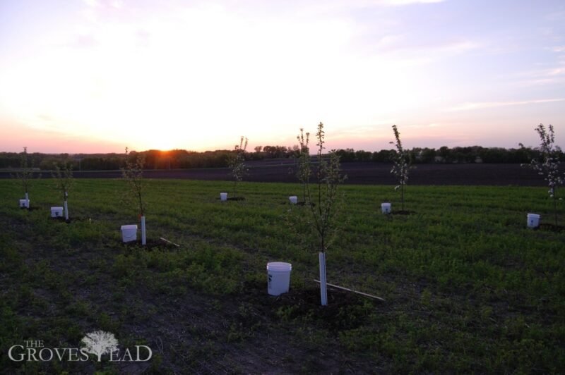 Sun setting in apple orchard