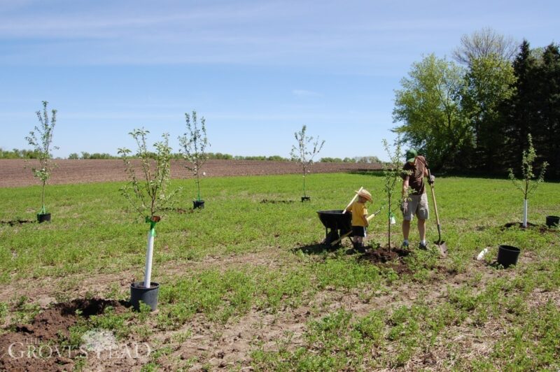 Little helper in apple orchard