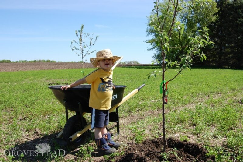 Boy helping daddy in the apple orchard