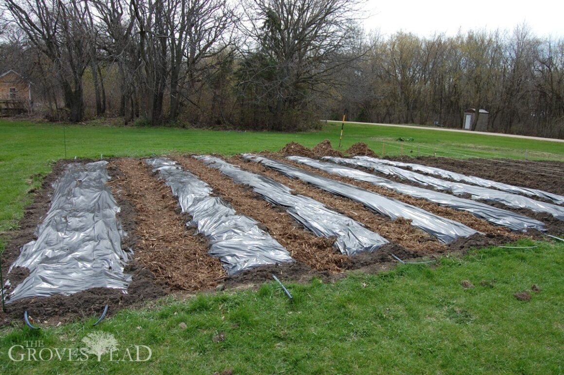 Planting more garden beds