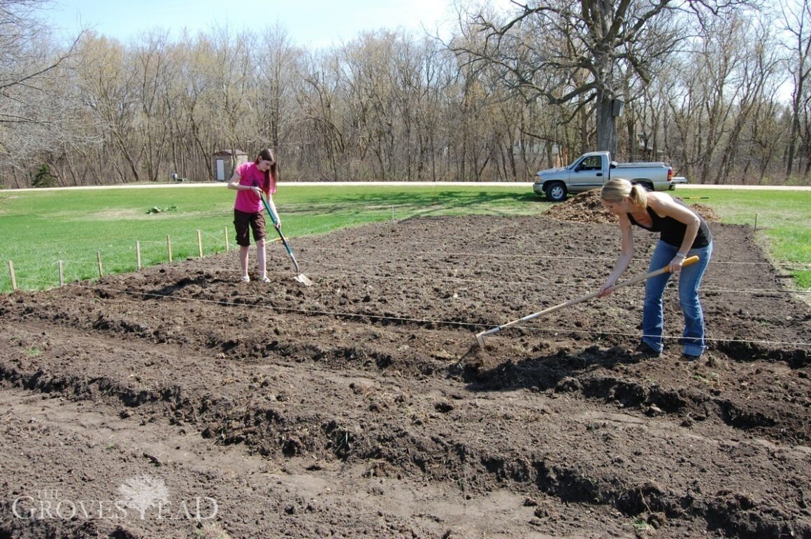 Digging rows and paths in the garden