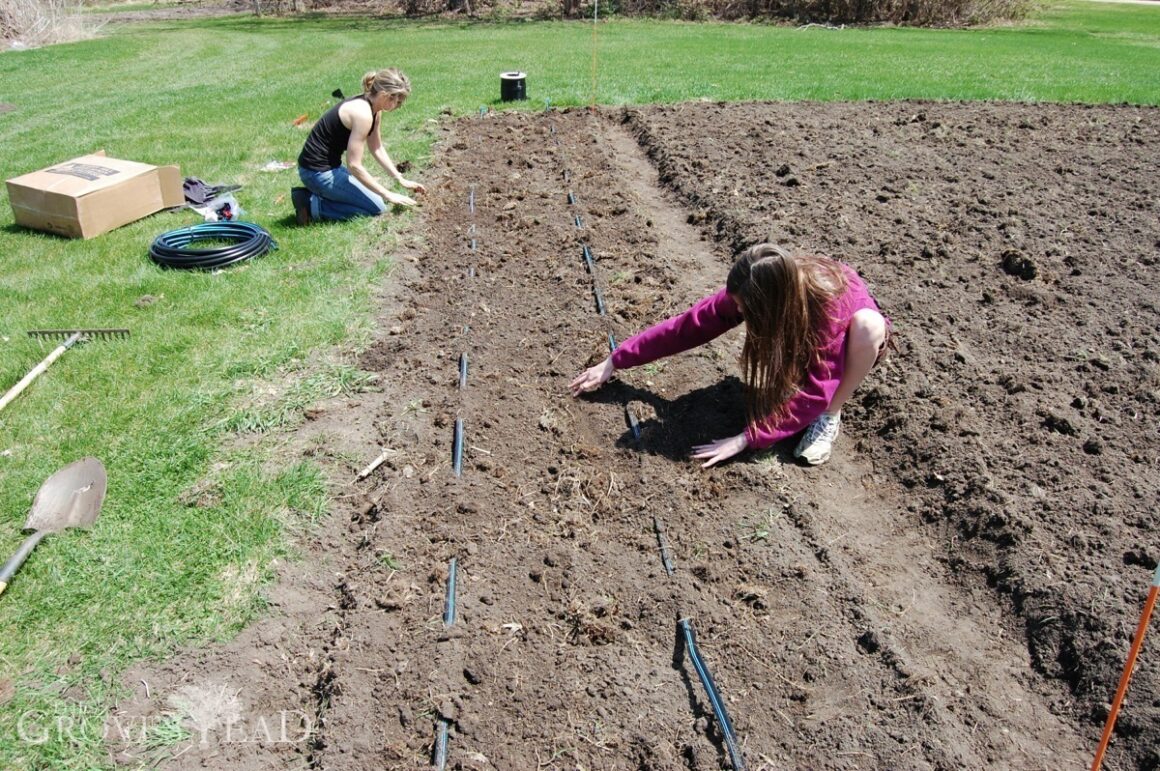 Setting out the drip tape irrigation