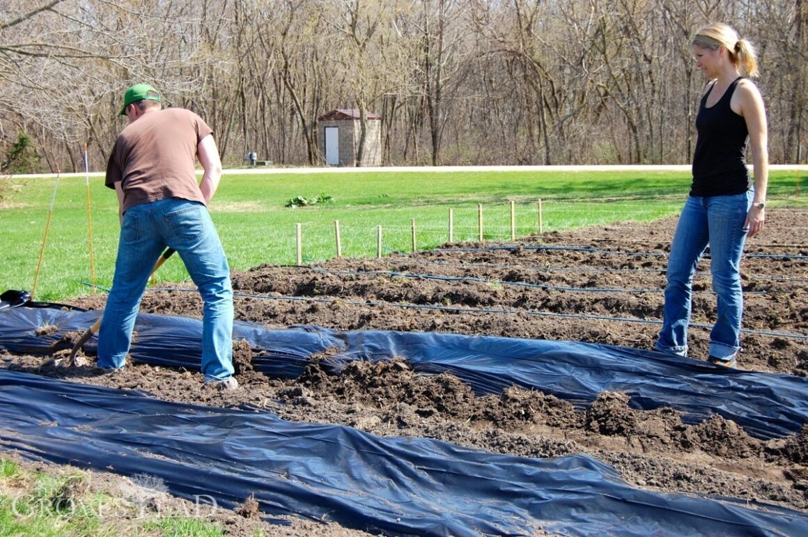 Laying down plastic mulch in garden beds