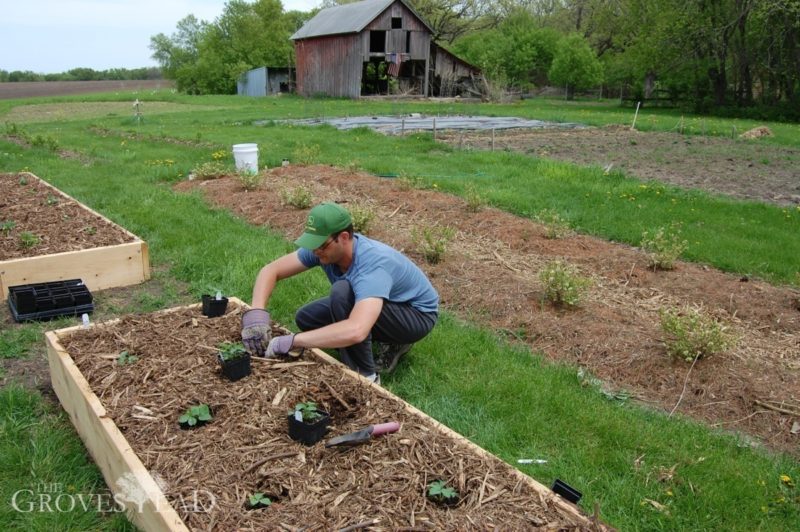 Spacing out strawberry plants for transplanting