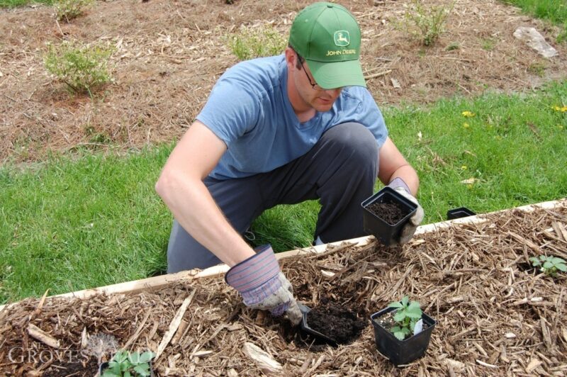 Digging a hole for the strawberry transplant