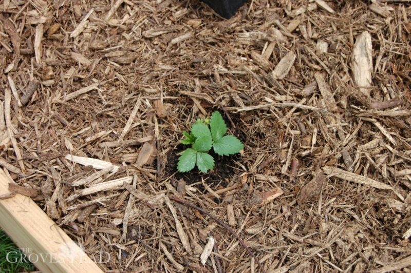 Finished transplanting strawberry and mulched with wood chips