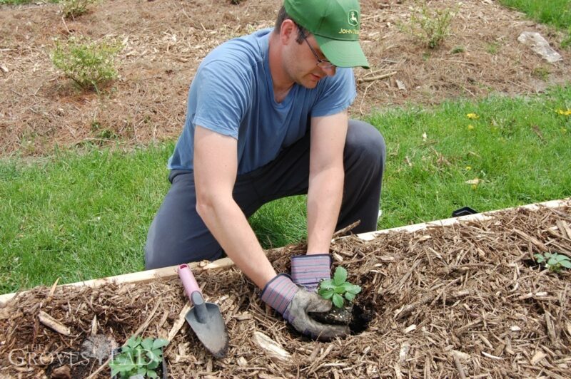 Setting strawberry transplant into raised bed garden