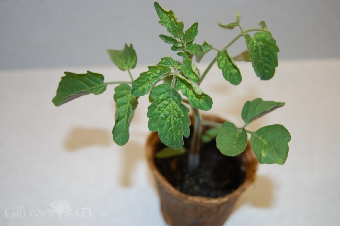Seedlings showing signs of stress due to small pot