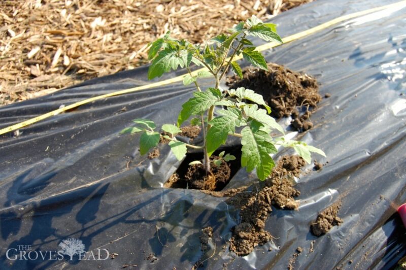 Tomato seedling after transplanting