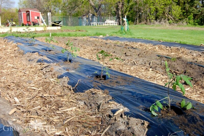 All tomato starts seedings transplanted