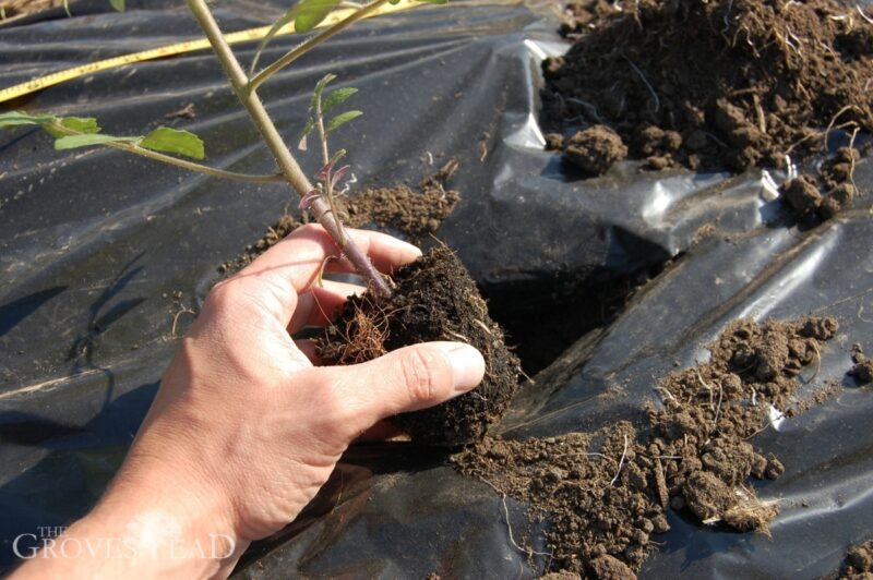 Transplanting tomato seedling into the ground