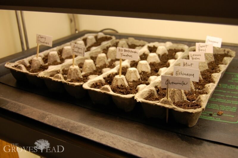 Planted seeds in egg cartons