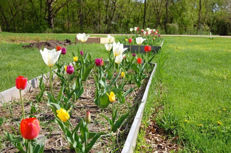 Tulips in bloom