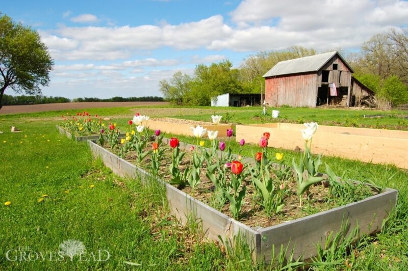 Tulips in raised beds