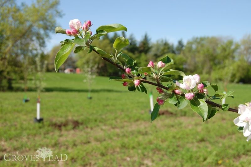 Apple tree blossoming on branch