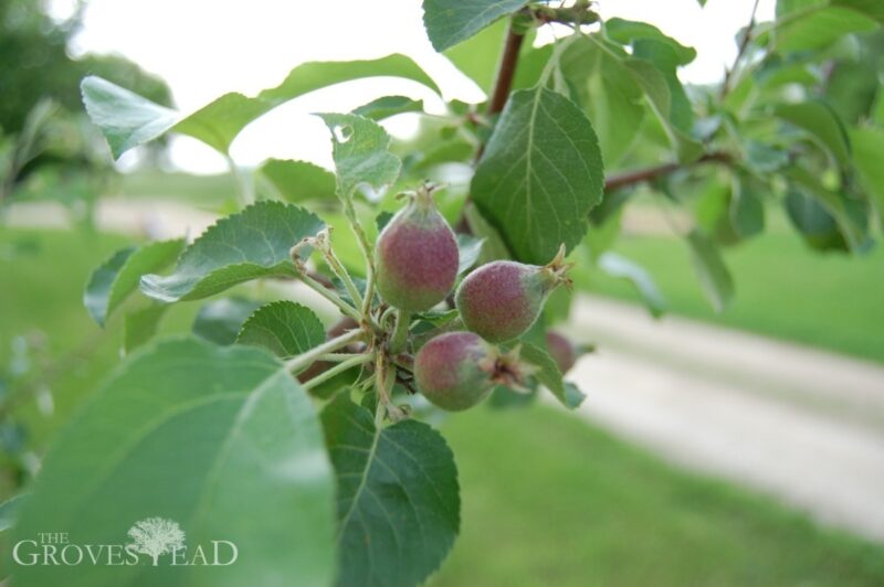 Tiny apples forming on apple trees