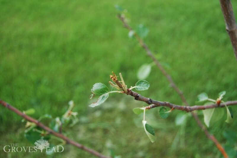 Deer getting the lower limbs of the apple trees