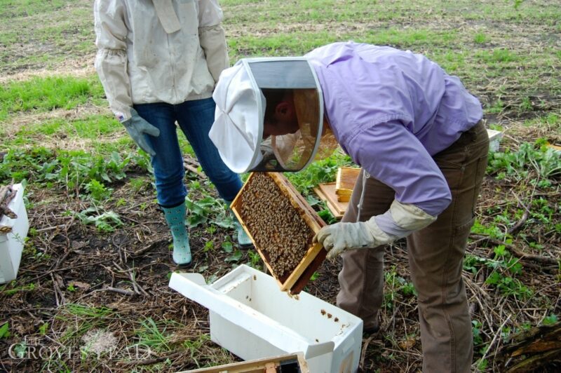 Moving bees from nuc to new hive