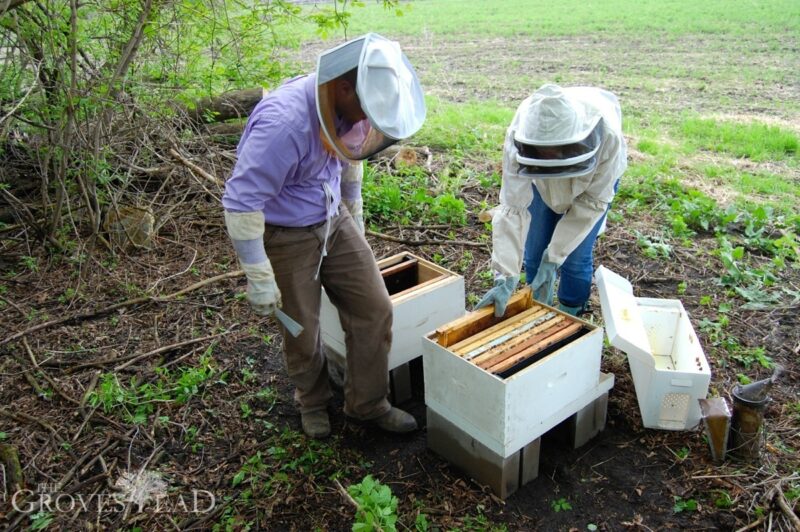 Placing additional empty frames for the bees to grow into