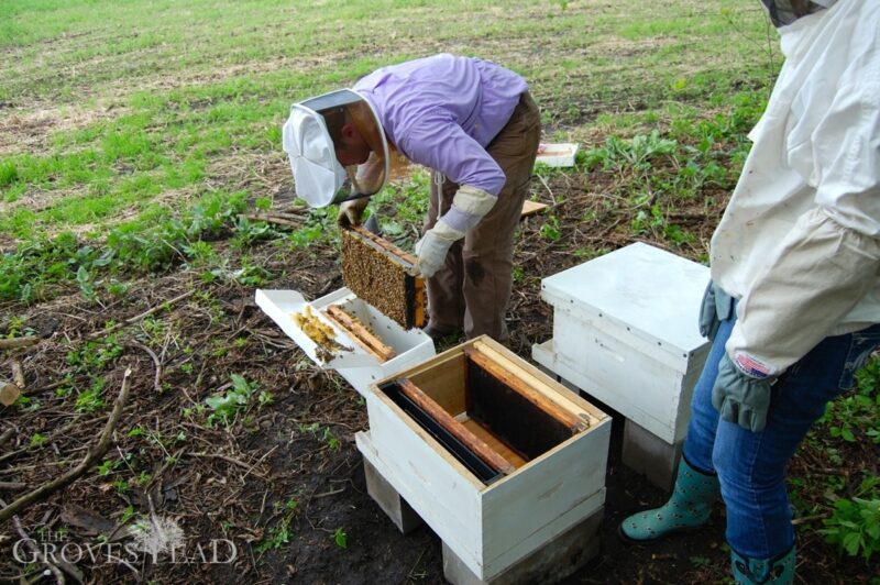 Repeat the process for the second hive