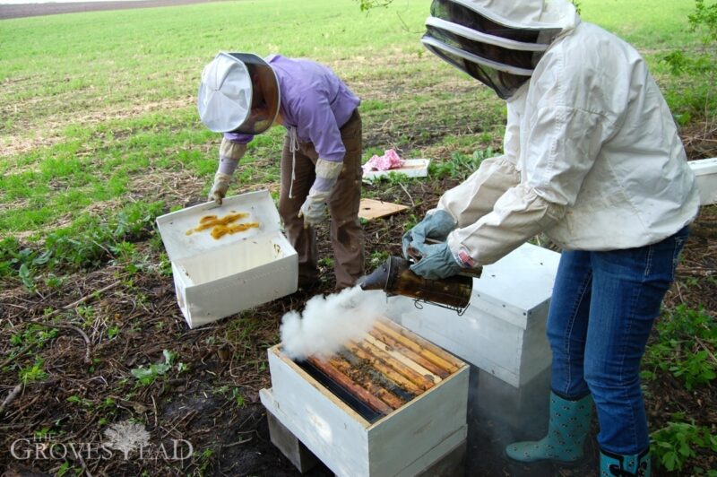 Smoking the bees calms them down