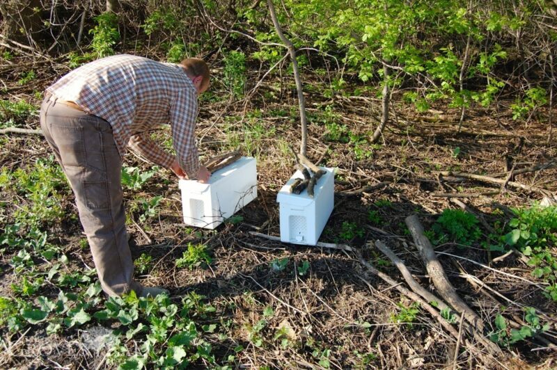 Adam sets out nuc hive boxes containing starter bee colonies