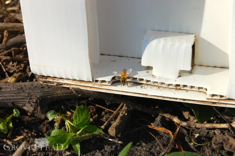 First bee emerges from nuc hive