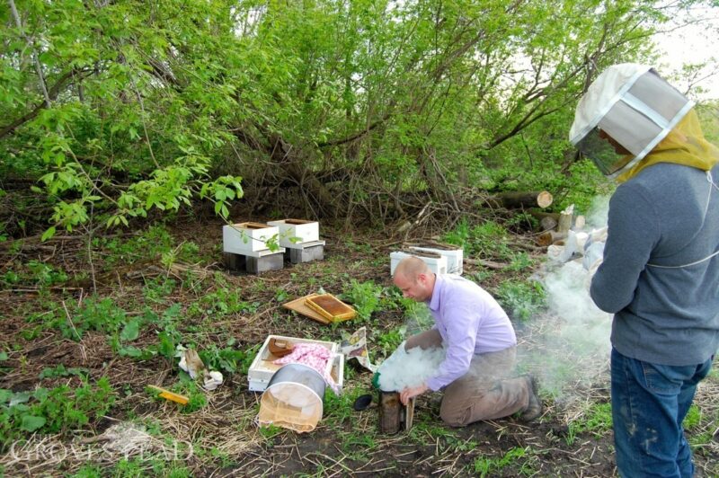 Smoker keeps the bees calm while we work