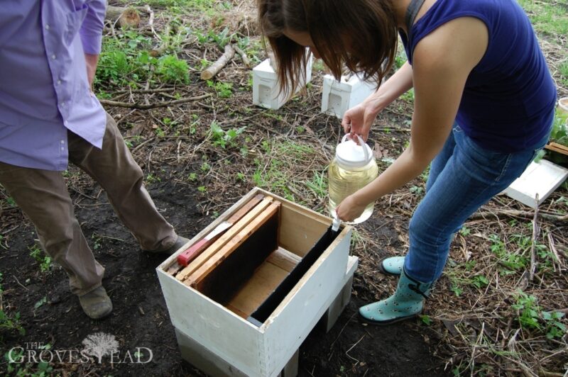 Sugar water is poured into hive