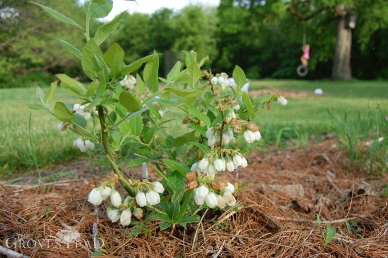 Blueberry bush in full bloom