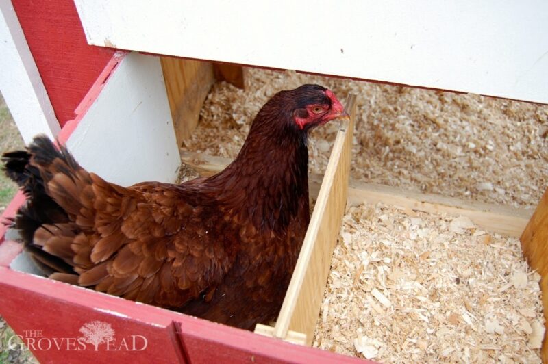 Laying hen settling in to a clean nest box