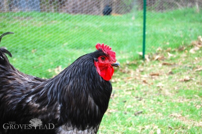 Our rooster keeps an eye on things