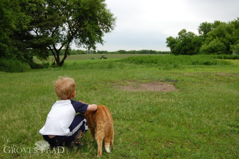 Ivar watching the tractor cut our field